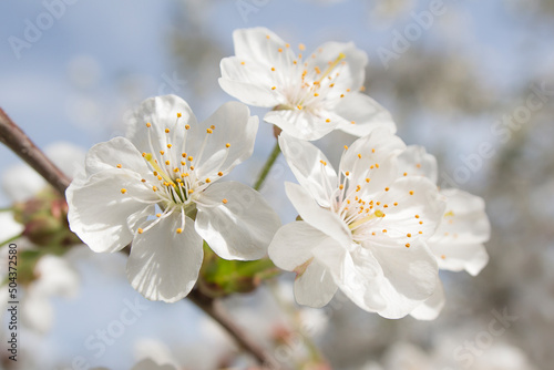 Color photograph of large white flowers on an apple tree. Spring flowering in the garden. Closeup of delicate flowers.