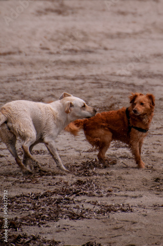 Fototapeta Naklejka Na Ścianę i Meble -  two dogs playing on the beach