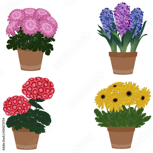 Set of four garden pots with flowers. Pelargonium, chrysanthemum, gerbera, hyacinth. Vector illustration