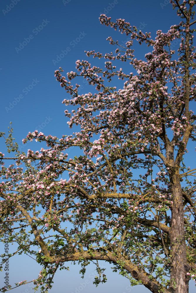 Detail shot of the crown of a blooming apple tree with pink flowers against a blue sky in nature