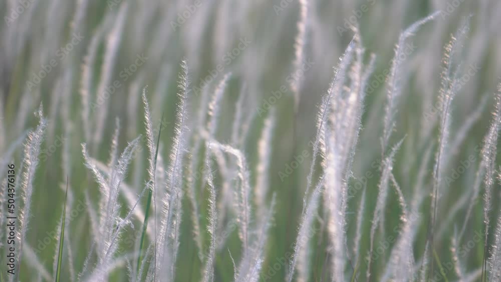 field of beautiful white reeds grass flower as wallpaper field of beautiful white reeds grass flower as wallpaper