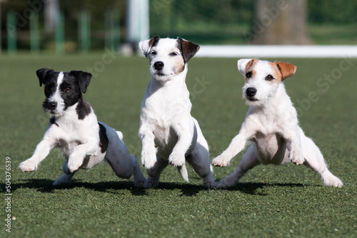 Slika na platnu Funny three funny smiling white parson russell terrier with sable and black markings on a face