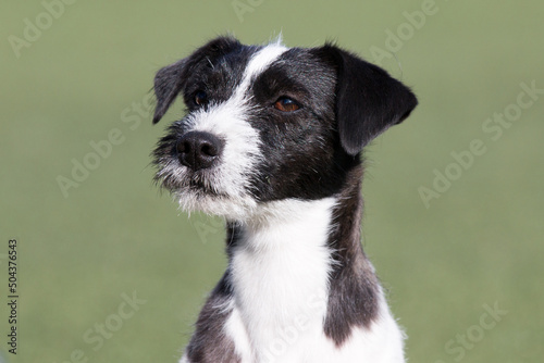 Canvastavla Summer portrait of funny smiling white parson russell terrier with black  markings on a face