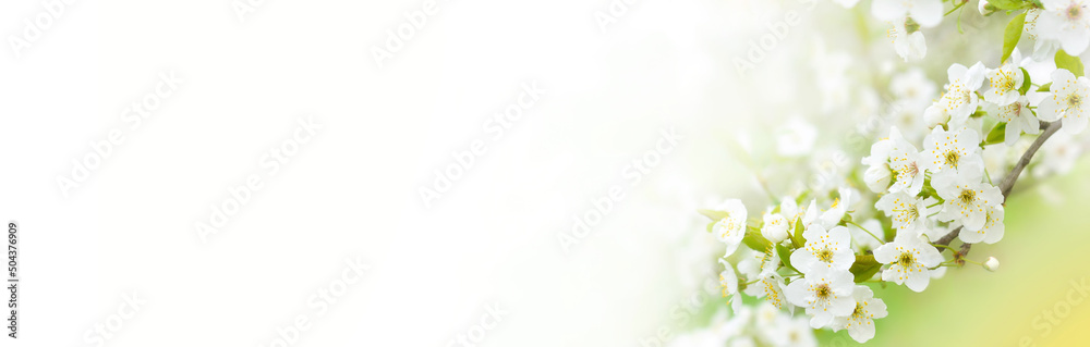 Obraz premium Beautiful branches of blossoming cherries. Beautiful abstract spring background. Banner. Copy space