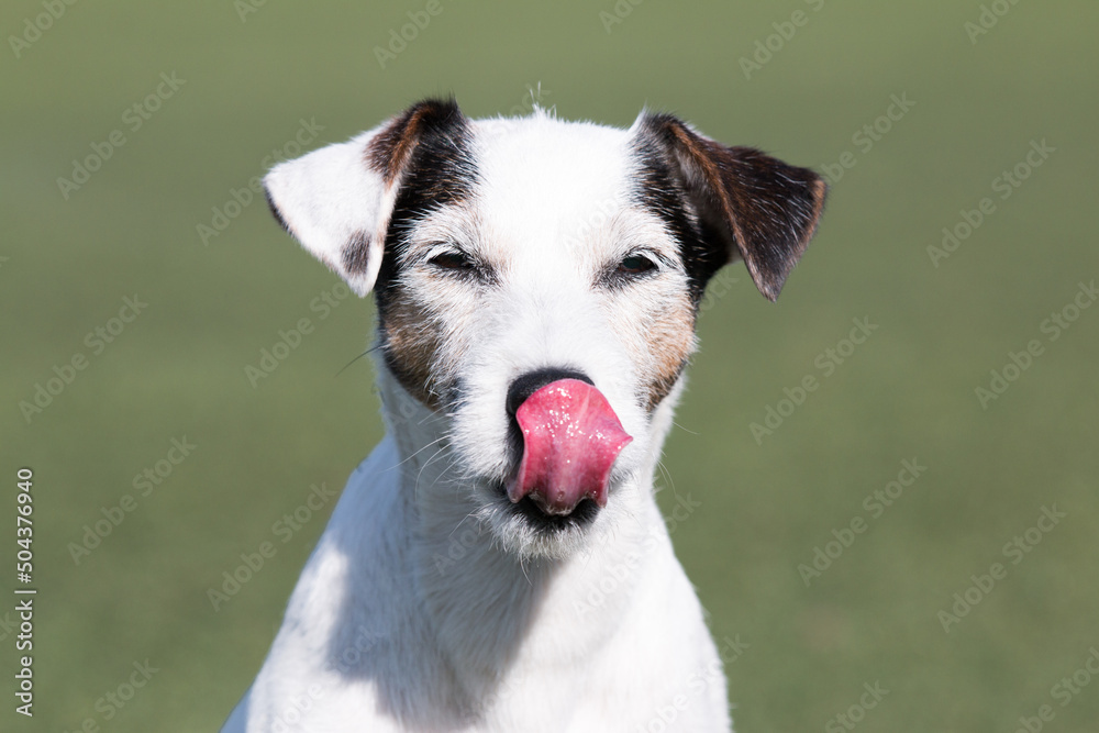 Summer portrait of funny smiling white parson russell terrier with black and sable markings on a face. Cute and friendly small family parson pet dog sitting outside with background of green grass