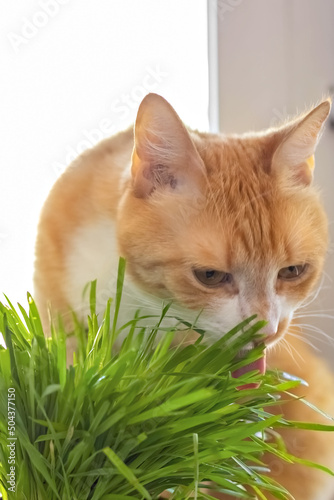 A red cat eats green grass green juicy grass for cats, sprouted oats are useful for cats. © Светлана Густова