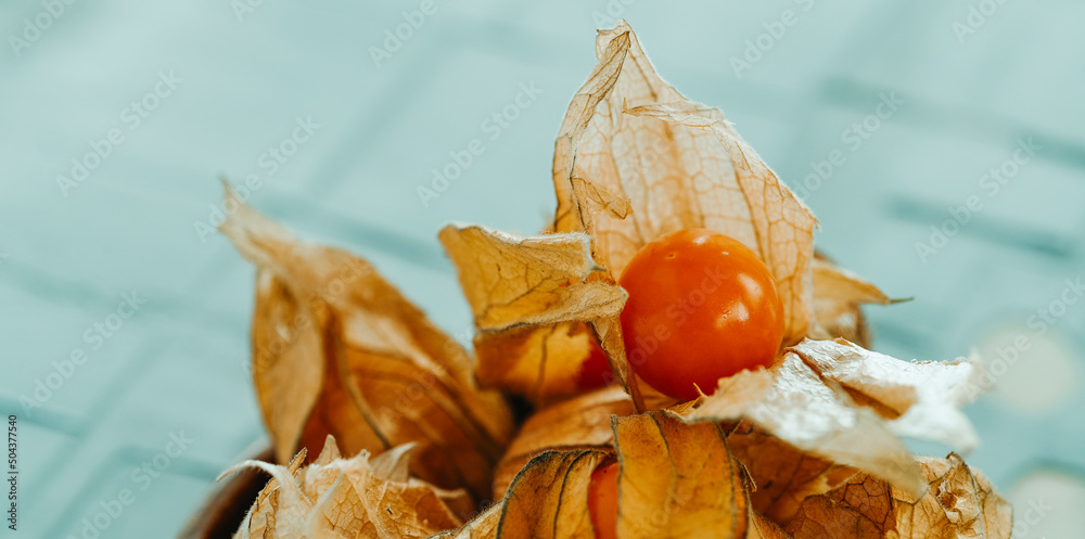 groundcherries with husks, web banner groundcherries with husks, web banner