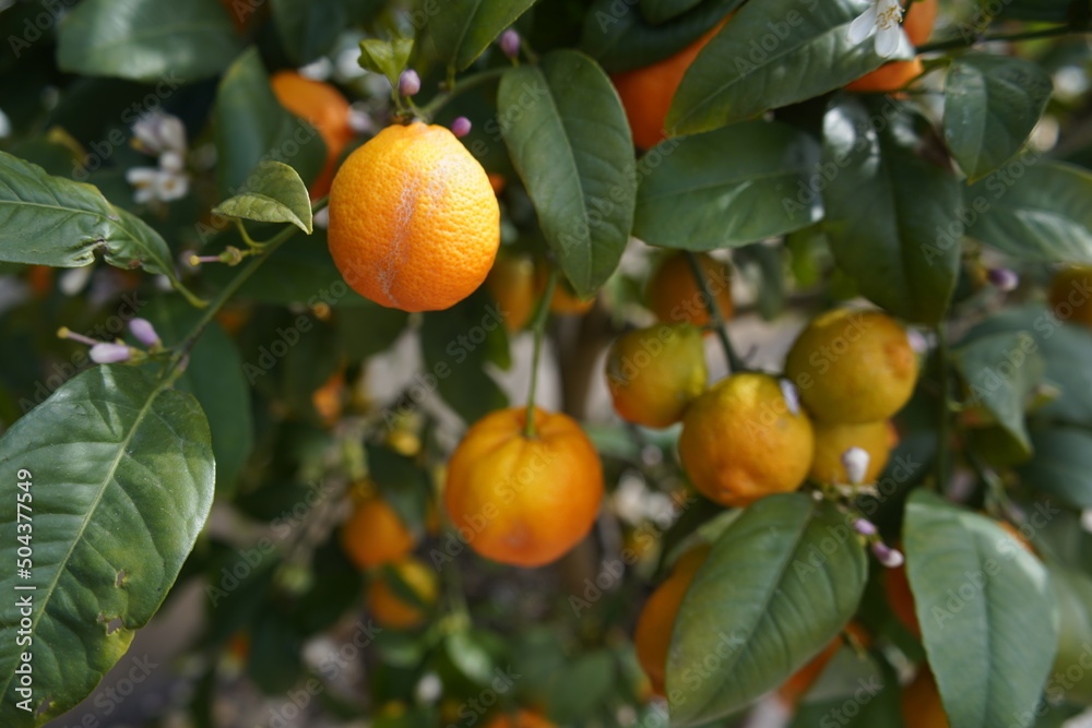 
Citrus aurantifolia ,Phillippine Red Lime, Rutaceae family. Berggarten, Hanover.
