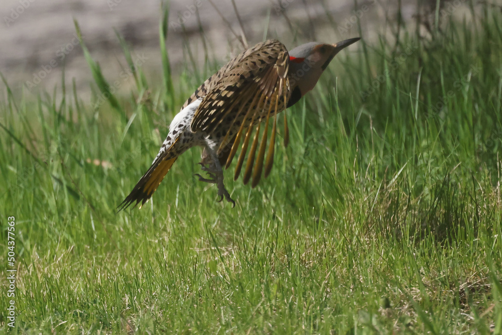 Obraz premium Flicker taking off into flight from ground