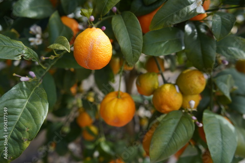  Citrus aurantifolia ,Phillippine Red Lime, Rutaceae family. Berggarten, Hanover. 