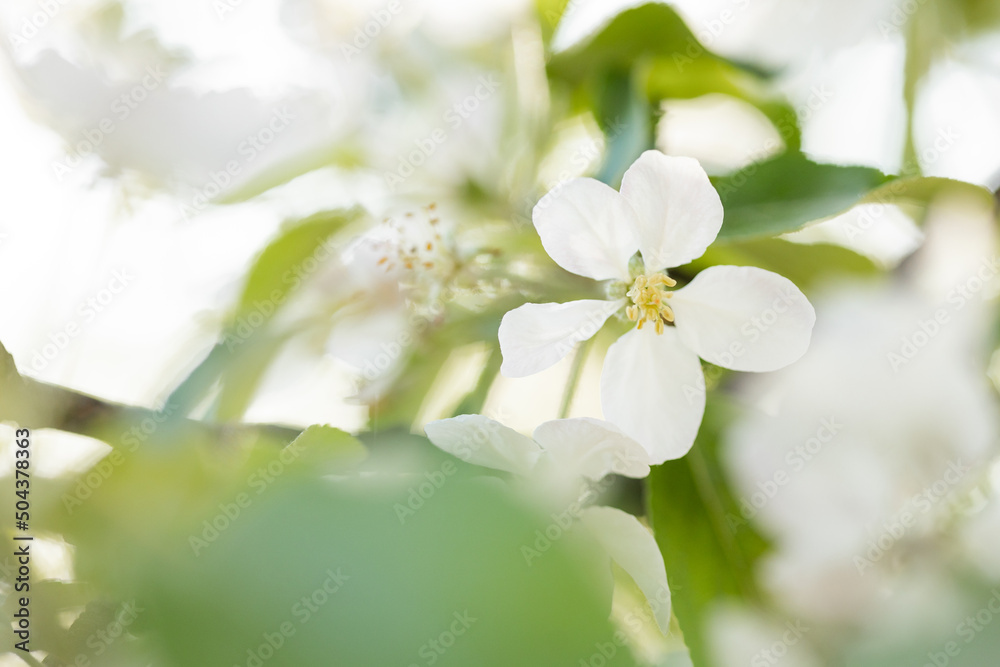 Spring background with white blossoms and sunbeams. Bright spring background apple orchard. 