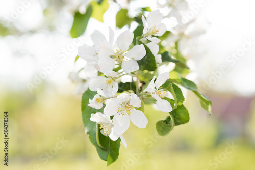 Spring background with white blossoms and sunbeams. Bright spring background apple orchard. 