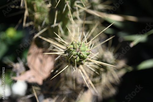 Overhead view of a green spiny cactus 