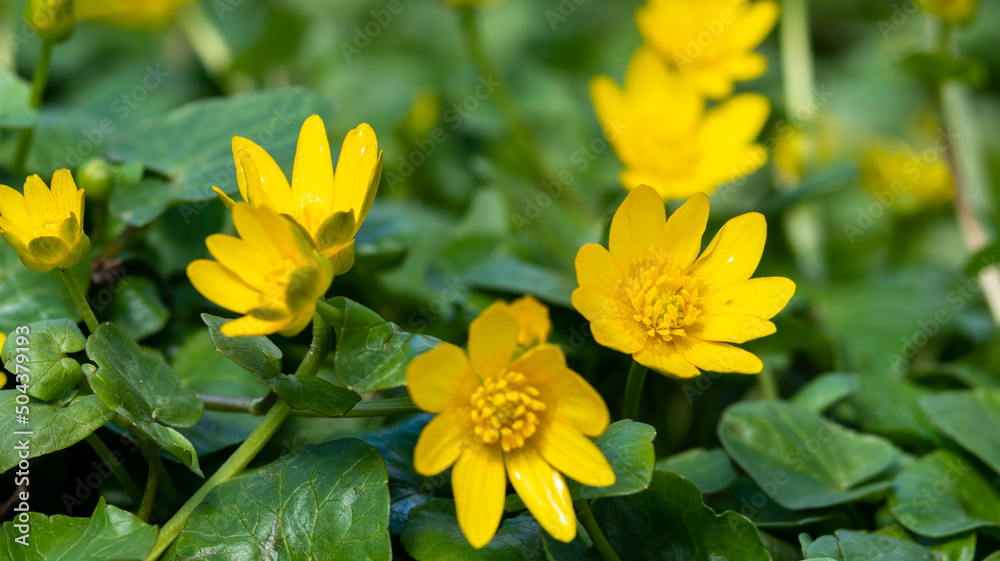 Beautiful flowers of Ficaria verna in a clearing among green leaves. Spring chistyak or buttercup closeup Beautiful flowers of Ficaria verna in a clearing among green leaves. Spring chistyak or buttercup closeup