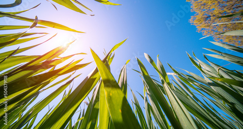 ant point of view view of green grass and blue sky with sun