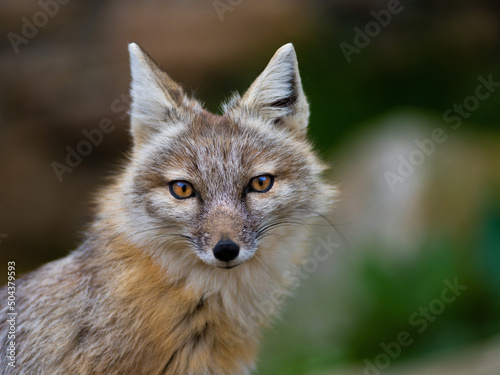 portrait corsac fox in wild nature