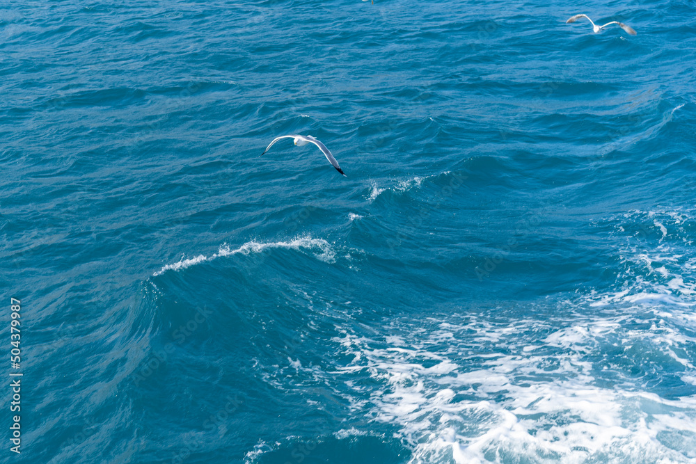 Fototapeta premium View of the water surface of the sea with flying seagulls.