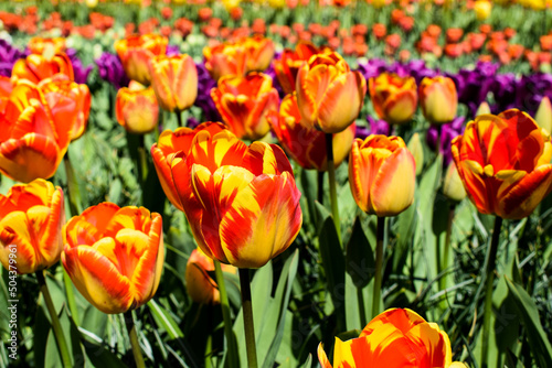 Beautiful tulips meadow in Netherlands. Holland. Colorful tulips