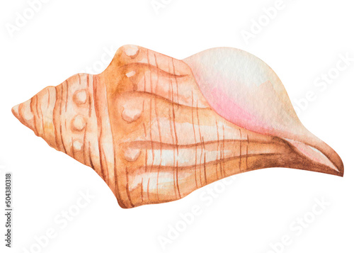 Photography Watercolor illustration of hand painted round, spiral sea shell in brown beige color