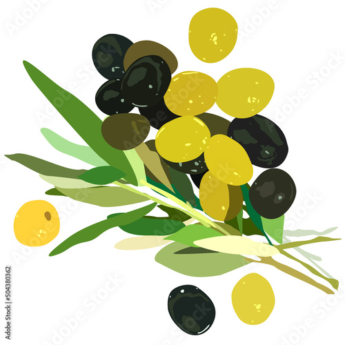 Vector isolated illustration of olive branch. Green and black olives. Olive leaves.