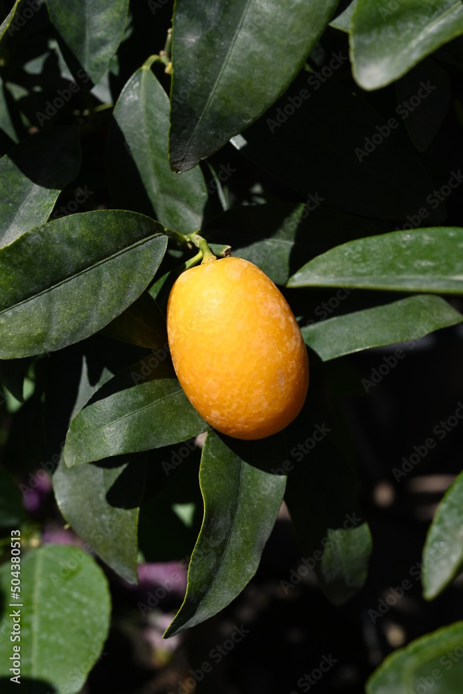 Mini Kumquat plant and fruits at home. It is called 