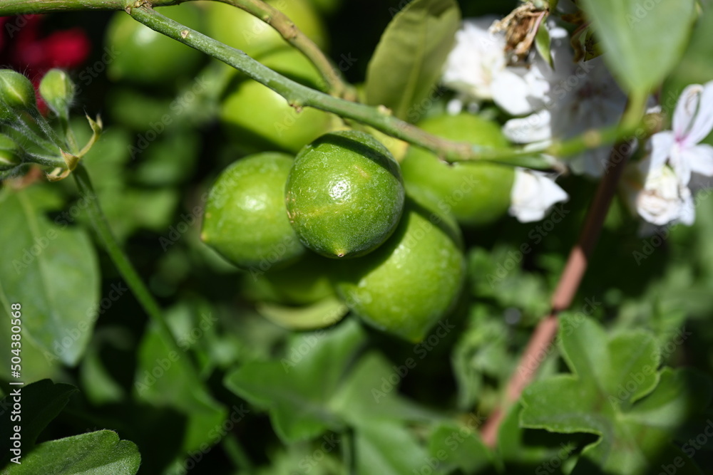 Unripe lemons and leaves on a tree,
Unripe lemons and leaves on a tree,