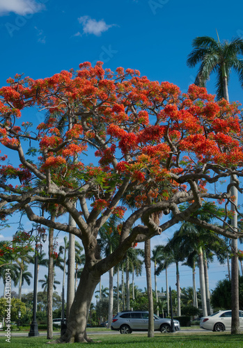 Royal Poinciana Tree Blooming in Palm Beach, Florida photo