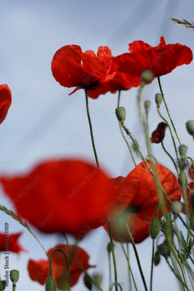 Obraz premium Close-Up Of Poppies Blooming On Field Against Sky - Stock-Fotografie. Poppy Flowers.