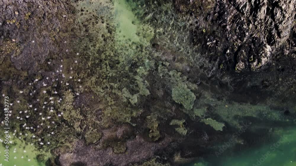 Flock of birds fly off from rocks at estuary; drone top down shot Flock of birds fly off from rocks at estuary; drone top down shot