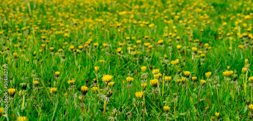 Flowers of yellow dandelions in field in warm summer or spring on meadow