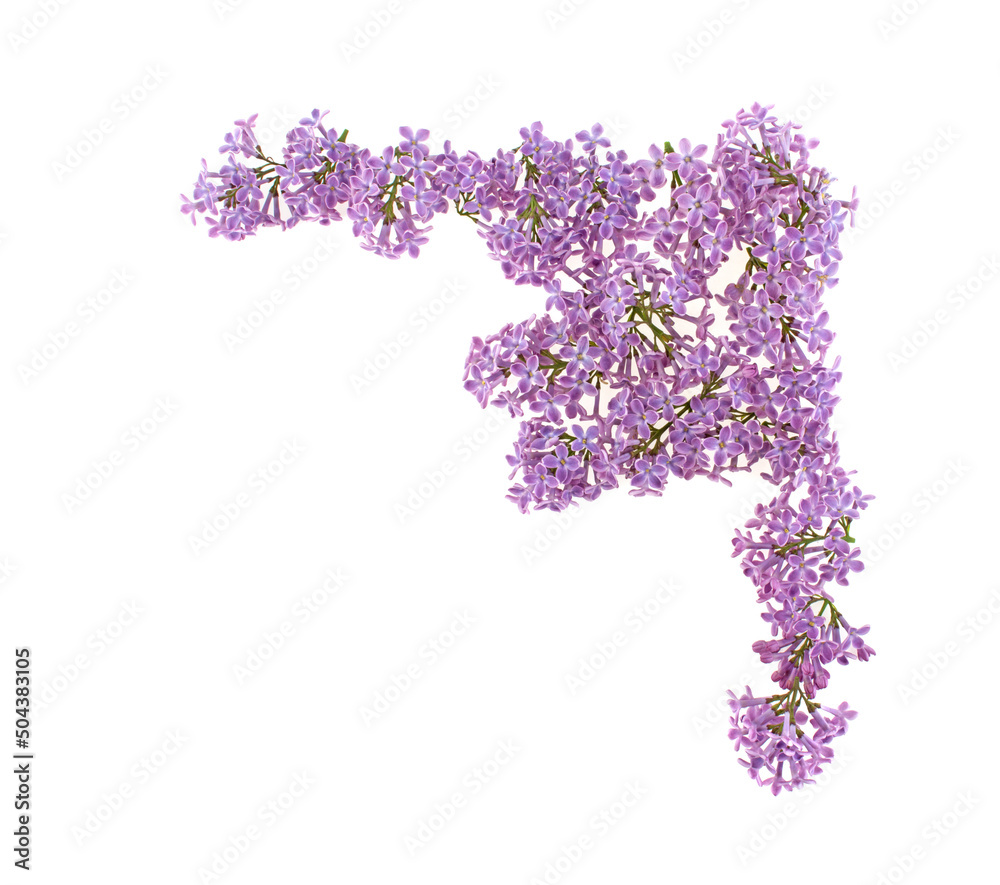Frame for congratulations, background of lilac flowers isolated on white background Frame for congratulations, background of lilac flowers isolated on white background
