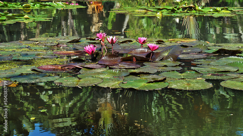 Fototapeta Naklejka Na Ścianę i Meble -  Pink water lilies (Nymphaea pubescens) on lake