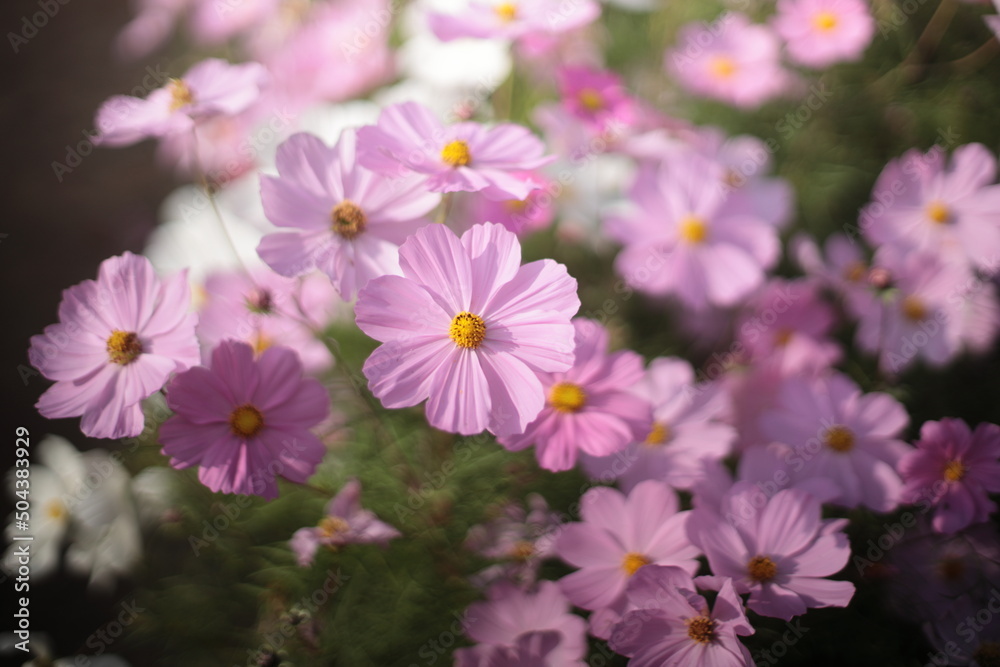 pink and white flowers pink and white flowers