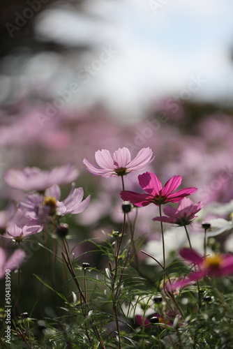 pink cosmos flower