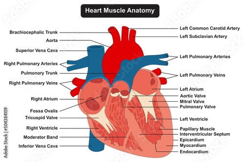 Human interior heart muscle anatomy infographic diagram for physiology medical science education arteries and veins circulatory system aorta ventricle atrium 3d cartoon vector drawing structure parts