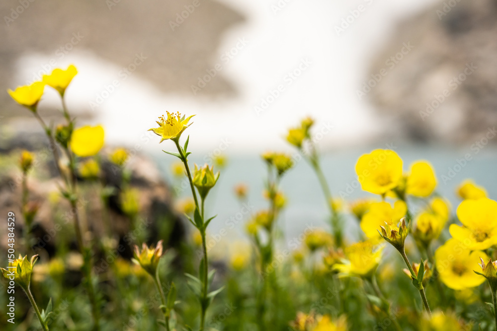Fototapeta premium Alpine Avens Buds Begin To Open At HIgh Elevations in Mid July