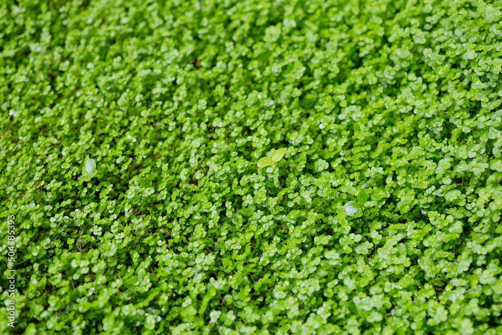 Jardin zen Jardin zen