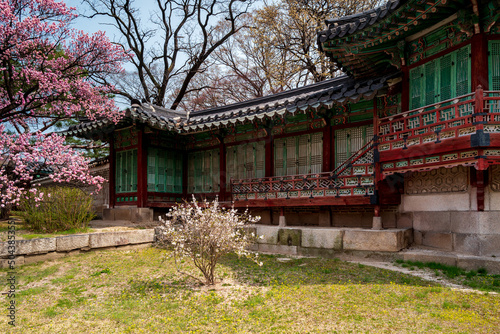 Seongjeonggak Hall in Changdeokgung Palace with cherry blossoms in spring  Seoul  South Korea.