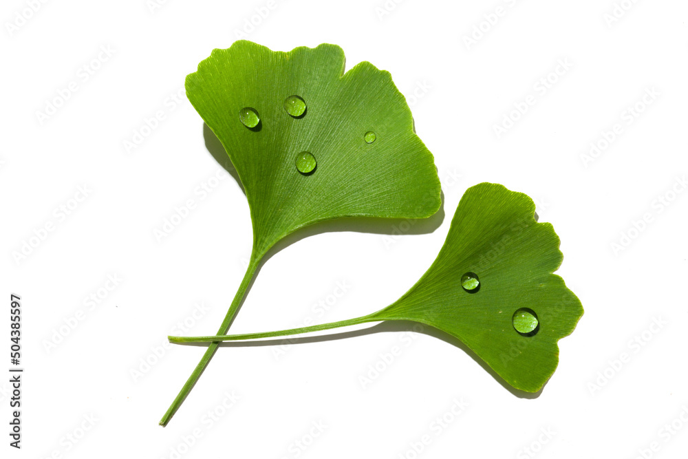 Obraz premium fresh wet ginkgo biloba leaves isolated on white background.