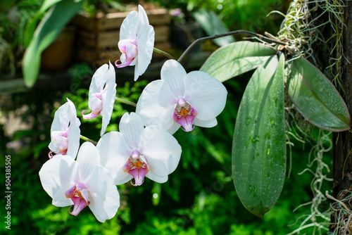 White blooming phalaenopsis orchid growing on a tree. Growing orchids in a greenhouse, soft focus.