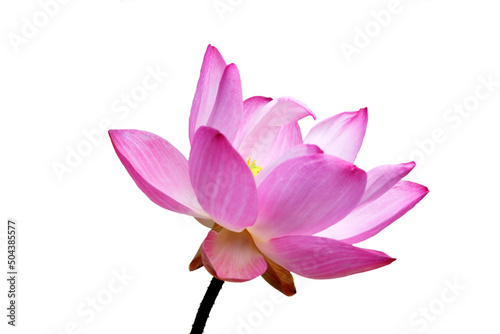 lotus flower