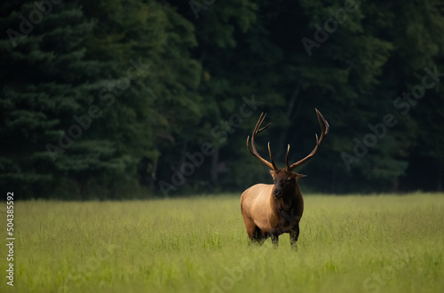 Bull Elk With Large Rack Stands In Grassy Field Against A Dark Forest