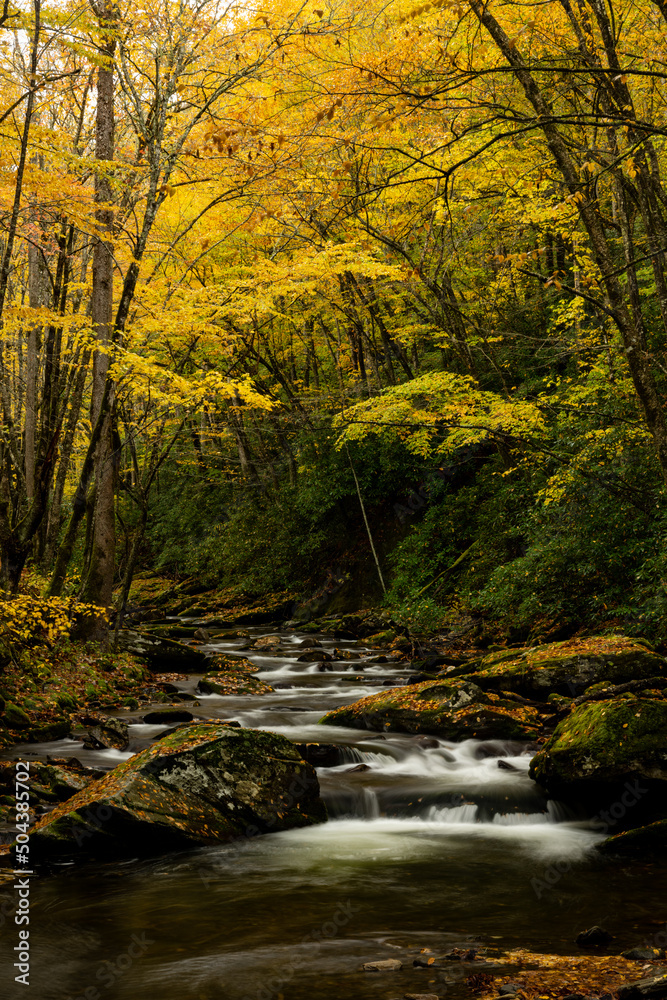 Yellow Leaves in Canopy Over Straight Fork Creek
