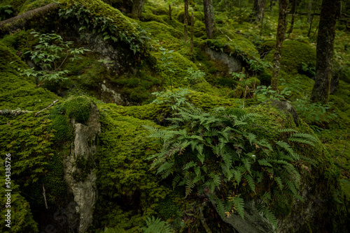 Young Ferns Cling to Rock Infront of Blanket of Moss