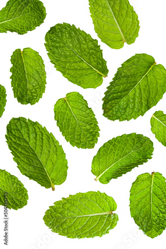 set of fresh green mint leaves isolated on white background.
