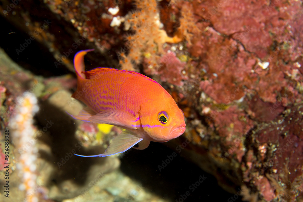 ナガハナダイ 伊豆 ハナダイ 海 ダイビング 伊東 ナガハナダイ 伊豆 ハナダイ 海 ダイビング 伊東
