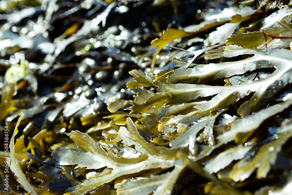 Obraz premium Algues en Bretagne