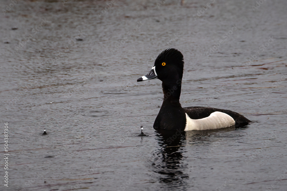 Ring-necked duck (Aythya collaris) swimming on a lake in Wisconsin during spring. Selective focus, background blur and foreground blur.
Ring-necked duck (Aythya collaris) swimming on a lake in Wisconsin during spring. Selective focus, background blur and foreground blur.