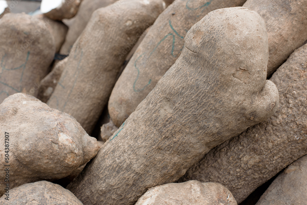 Large yam tubers displayed for sale Large yam tubers displayed for sale