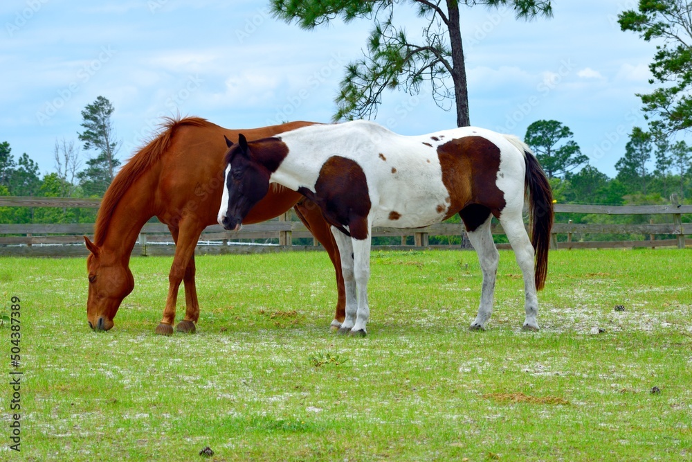 Obraz premium Two horses grazing in a meadow.